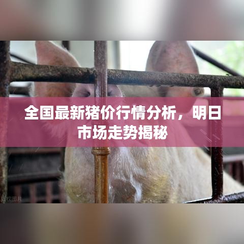 全国最新猪价行情分析，明日市场走势揭秘