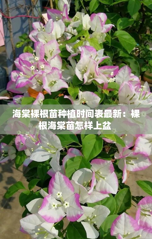 海棠裸根苗种植时间表最新：裸根海棠苗怎样上盆 