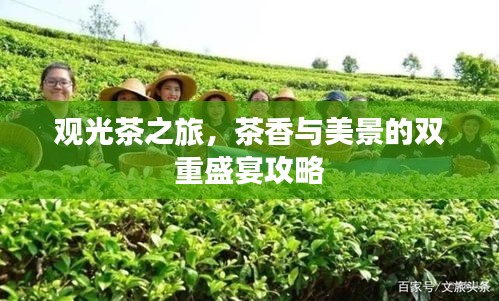 观光茶之旅，茶香与美景的双重盛宴攻略