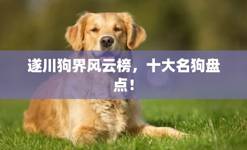 遂川狗界风云榜，十大名狗盘点！