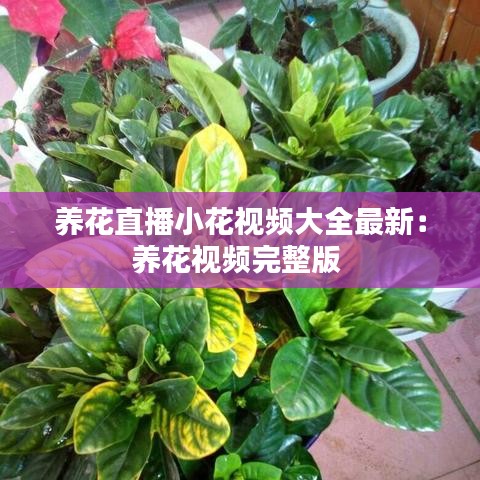 养花直播小花视频大全最新：养花视频完整版 