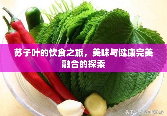 苏子叶的饮食之旅，美味与健康完美融合的探索