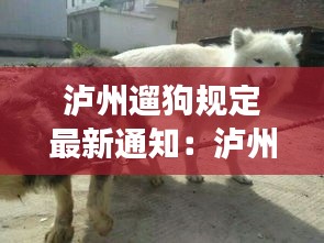 不求甚解 第2页