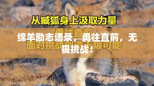 绵羊励志语录，勇往直前，无畏挑战！