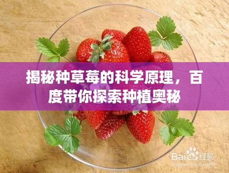 揭秘种草莓的科学原理，百度带你探索种植奥秘
