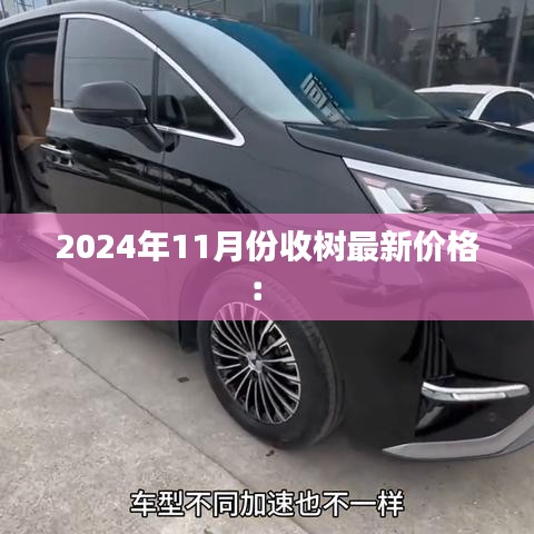 2024年11月份收树最新价格： 