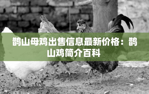 鹊山母鸡出售信息最新价格：鹊山鸡简介百科 