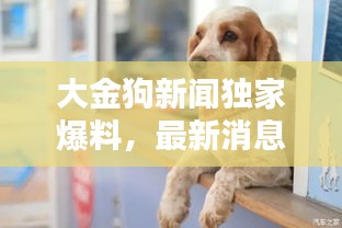 大金狗新闻独家爆料，最新消息一网打尽！