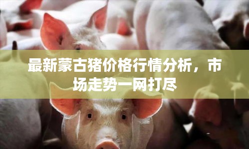 最新蒙古猪价格行情分析，市场走势一网打尽