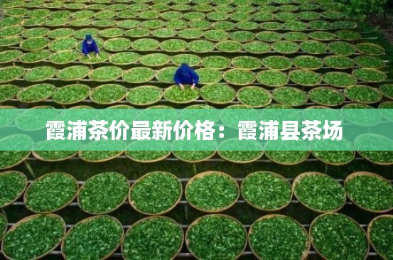 霞浦茶价最新价格：霞浦县茶场 