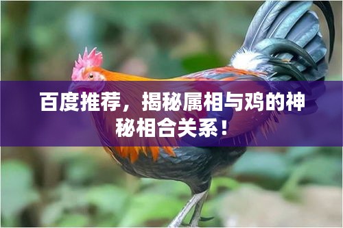 百度推荐，揭秘属相与鸡的神秘相合关系！