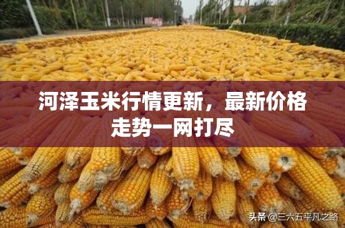 河泽玉米行情更新，最新价格走势一网打尽