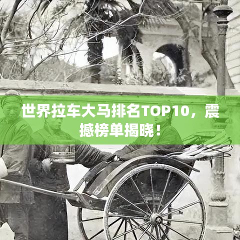 世界拉车大马排名TOP10，震撼榜单揭晓！
