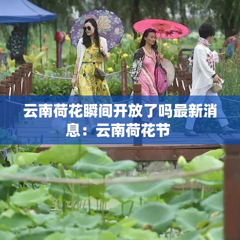 云南荷花瞬间开放了吗最新消息：云南荷花节 