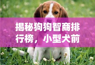 揭秘狗狗智商排行榜，小型犬前十名，谁居榜首？