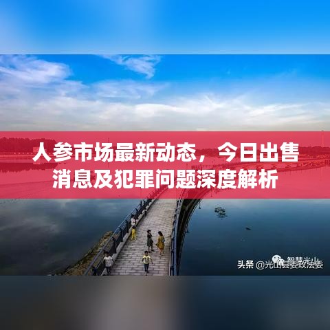 人参市场最新动态，今日出售消息及犯罪问题深度解析