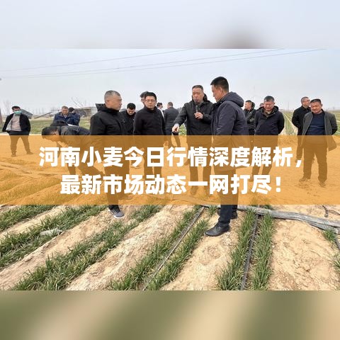 河南小麦今日行情深度解析，最新市场动态一网打尽！