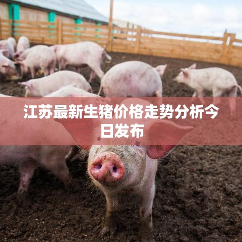 江苏最新生猪价格走势分析今日发布