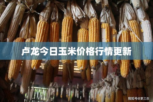 卢龙今日玉米价格行情更新