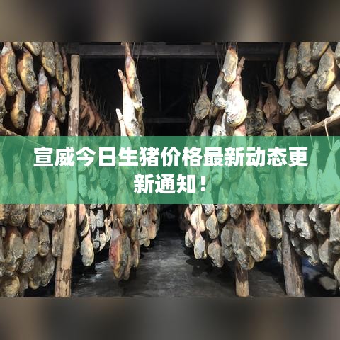 宣威今日生猪价格最新动态更新通知！