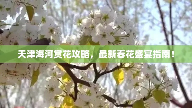 天津海河赏花攻略，最新春花盛宴指南！