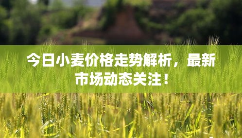 今日小麦价格走势解析，最新市场动态关注！