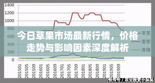 今日草果市场最新行情，价格走势与影响因素深度解析