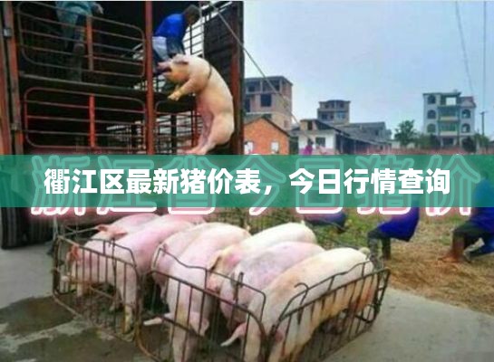 衢江区最新猪价表，今日行情查询