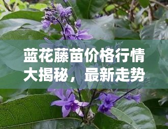 蓝花藤苗价格行情大揭秘，最新走势分析报告