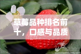草莓品种排名前十，口感与品质大揭秘！