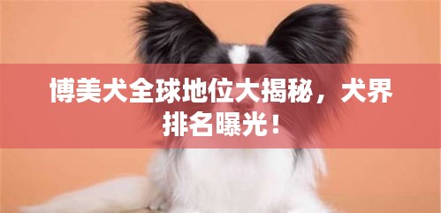 博美犬全球地位大揭秘，犬界排名曝光！