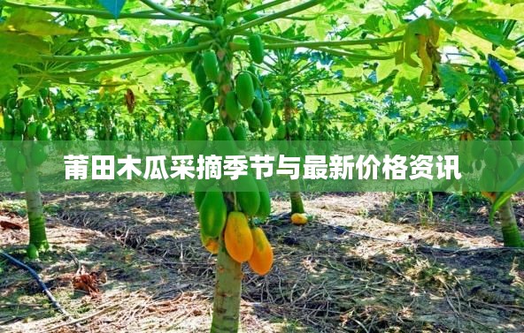 莆田木瓜采摘季节与最新价格资讯