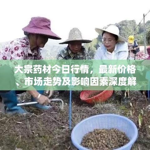 大宗药材今日行情，最新价格、市场走势及影响因素深度解析