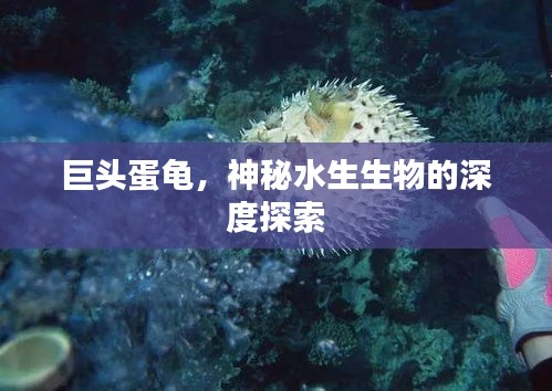 巨头蛋龟，神秘水生生物的深度探索