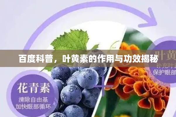 百度科普，叶黄素的作用与功效揭秘
