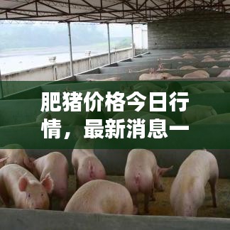 肥猪价格今日行情，最新消息一览表