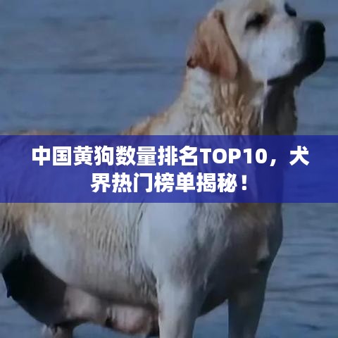 中国黄狗数量排名TOP10，犬界热门榜单揭秘！