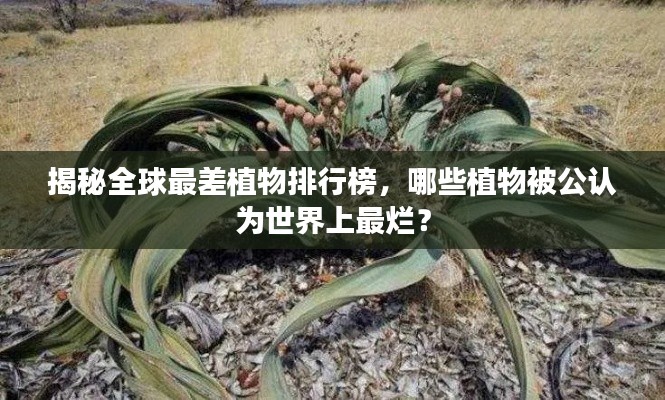 揭秘全球最差植物排行榜，哪些植物被公认为世界上最烂？