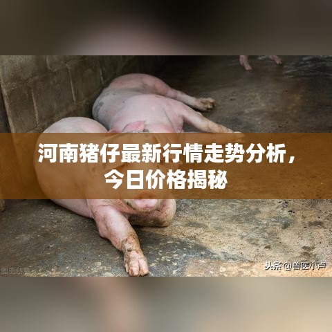 河南猪仔最新行情走势分析，今日价格揭秘