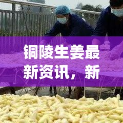 铜陵生姜最新资讯，新闻头条大揭秘