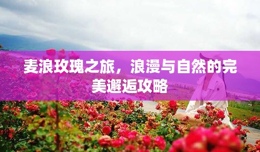 麦浪玫瑰之旅，浪漫与自然的完美邂逅攻略