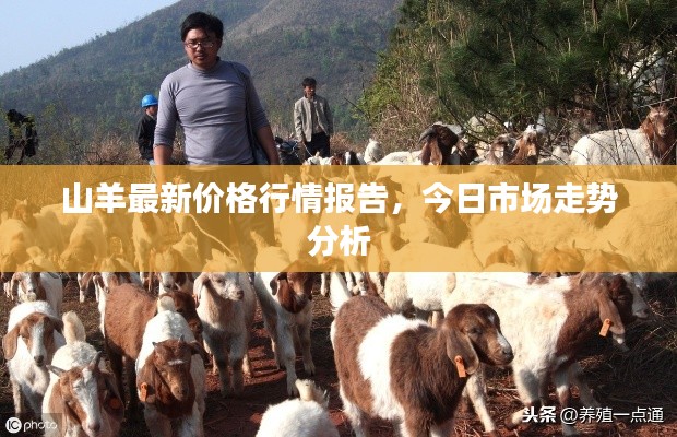 山羊最新价格行情报告，今日市场走势分析