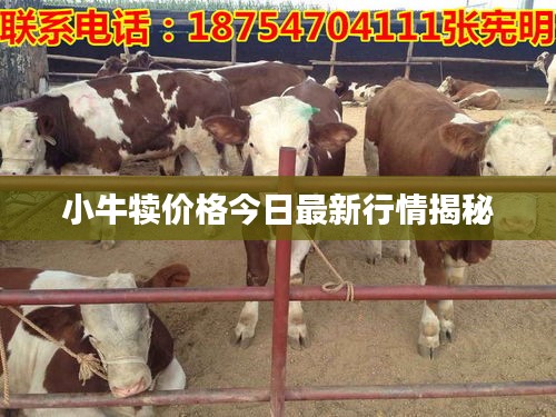 小牛犊价格今日最新行情揭秘