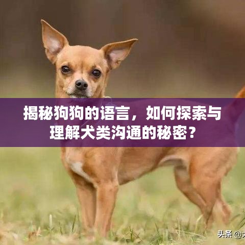 揭秘狗狗的语言，如何探索与理解犬类沟通的秘密？