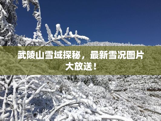 武陵山雪域探秘，最新雪况图片大放送！