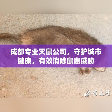 成都专业灭鼠公司，守护城市健康，有效消除鼠患威胁