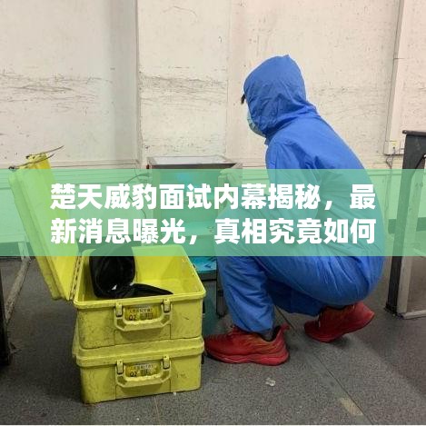 楚天威豹面试内幕揭秘，最新消息曝光，真相究竟如何？