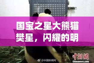 国宝之星大熊猫樊星，闪耀的明星之旅