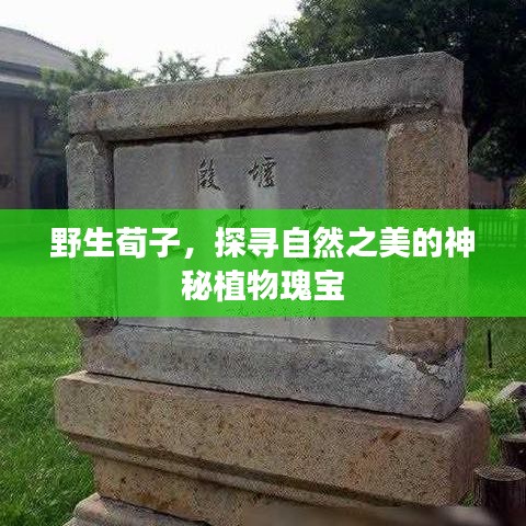 野生荀子，探寻自然之美的神秘植物瑰宝
