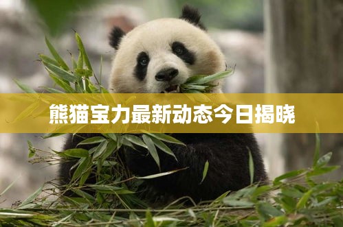 熊猫宝力最新动态今日揭晓